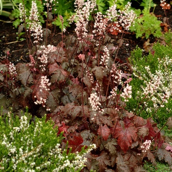 Heucherella 'Burnished Bronze' (014402)