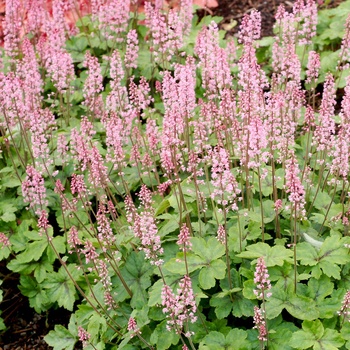 Heucherella 'Dayglow Pink' (014405)