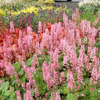 Heucherella 'Dayglow Pink' (014406)