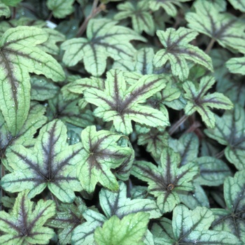 Heucherella 'Kimono' (014408)