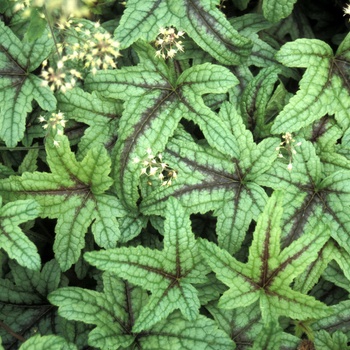 Heucherella 'Kimono' (014410)