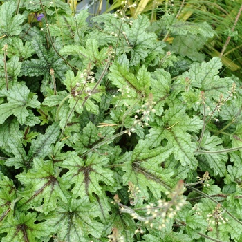 Heucherella 'Kimono' (014411)