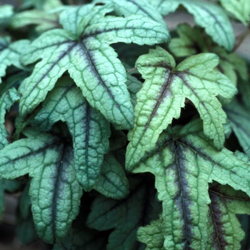 Heucherella 'Kimono' (014412)