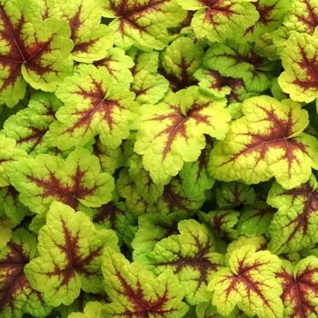 Heucherella 'Stoplight' (014442)