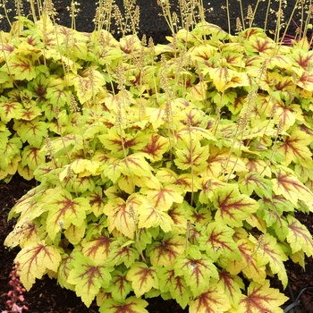 Heucherella 'Stoplight' (014443)