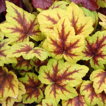 Heucherella 'Stoplight' (014460)