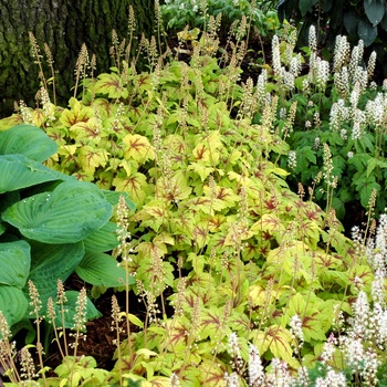 Heucherella 'Stoplight' (014461)