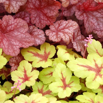 Heucherella 'Sunspot' (014463)