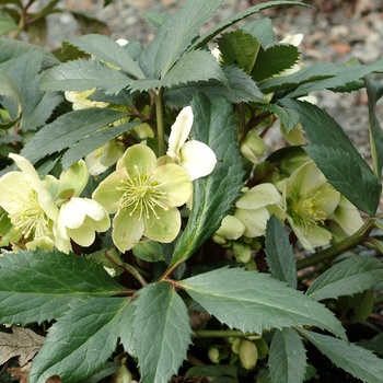 Helleborus x nigercors 'Honeyhill Joy' (014468)