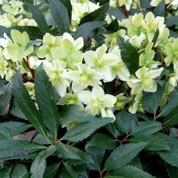 Helleborus x nigercors 'Honeyhill Joy' (014470)