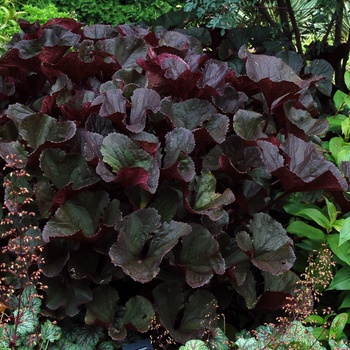 Ligularia dentata 'Britt Marie Crawford' (014616)