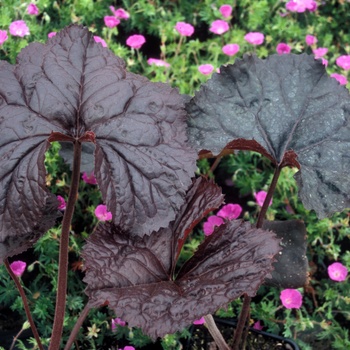 Ligularia dentata 'Britt Marie Crawford' (014618)