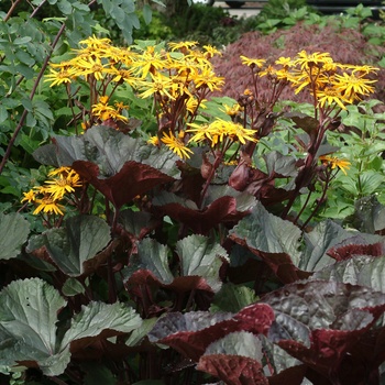 Ligularia dentata 'Britt Marie Crawford' (014619)