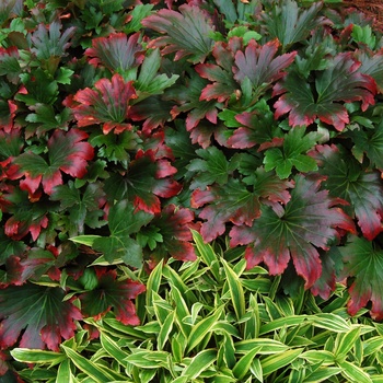 Mukgenia rossii 'Crimson Fans' (014629)