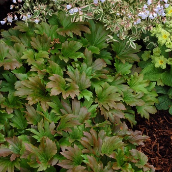 Mukgenia rossii 'Crimson Fans' (014633)