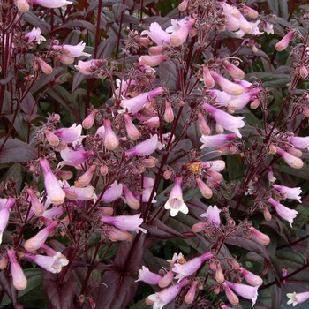 Penstemon 'Dark Towers' (014661)