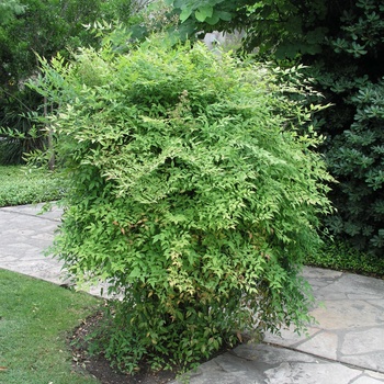 Nandina domestica '' (014669)