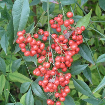 Nandina domestica '' (014670)