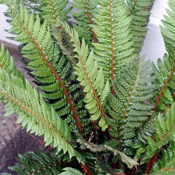 Polystichum setiferum 'Rotundatum Cristatum' (014679)