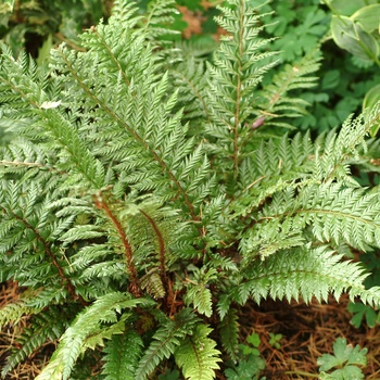 Polystichum setiferum 'Rotundatum Cristatum' (014681)