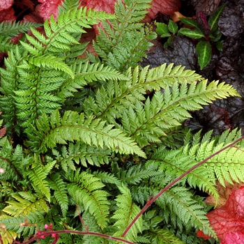 Polystichum setiferum 'Rotundatum Cristatum' (014682)