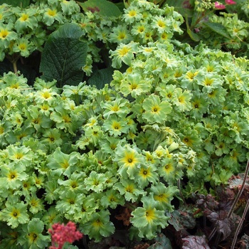 Primula 'Green Lace' (014683)