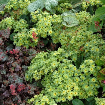 Primula 'Green Lace' (014686)