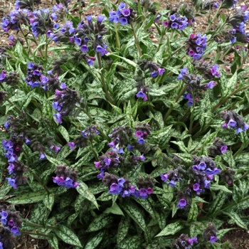 Pulmonaria longifolia ssp cevennensis '' (014691)