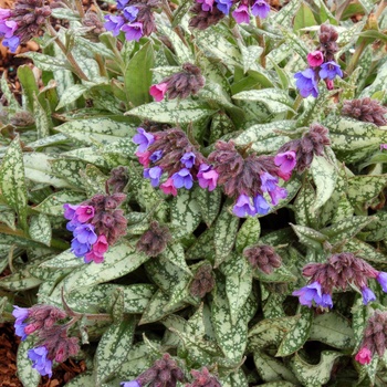 Pulmonaria longifolia ssp cevennensis '' (014692)