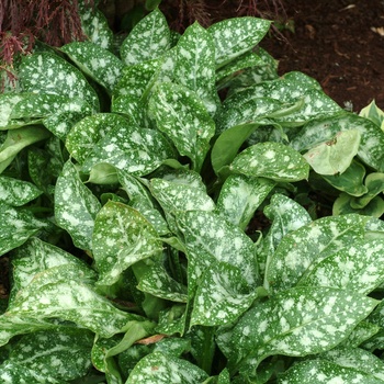 Pulmonaria 'Dark Vader' (014693)