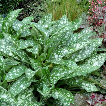 Pulmonaria 'Dark Vader' (014694)