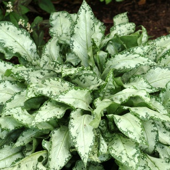 Pulmonaria 'High Contrast' (014697)