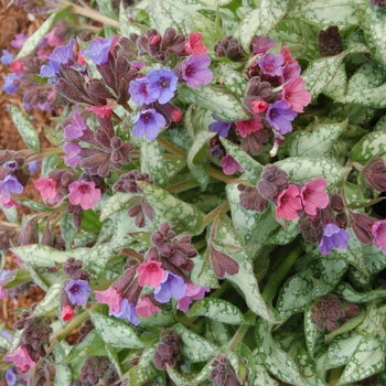 Pulmonaria 'High Contrast' (014698)