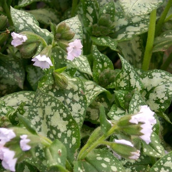 Pulmonaria 'Moonshine' (014702)