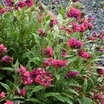 Pulmonaria longifolia 'Raspberry Splash' (014705)