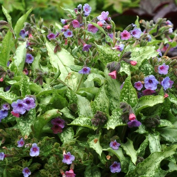 Pulmonaria 'Silver Shimmers' (014706)