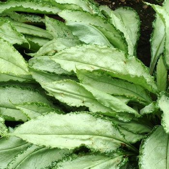 Pulmonaria 'Silver Shimmers' (014708)