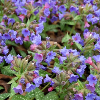 Pulmonaria 'Trevi Fountain' (014711)