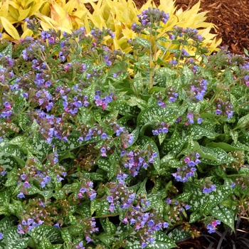 Pulmonaria 'Trevi Fountain' (014712)