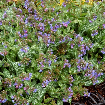 Pulmonaria 'Trevi Fountain' (014713)