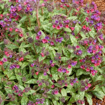 Pulmonaria 'Victorian Brooch' (014716)