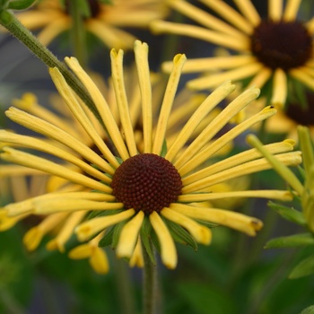 Rudbeckia subtomentosa 'Henry Eilers' (014718)