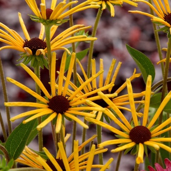 Rudbeckia subtomentosa 'Henry Eilers' (014719)