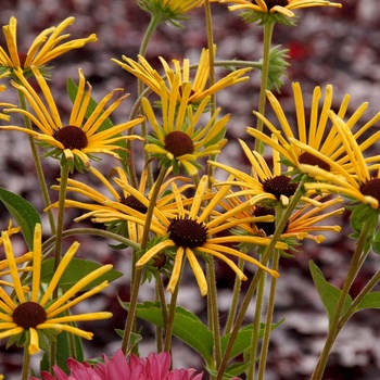 Rudbeckia subtomentosa 'Henry Eilers' (014720)