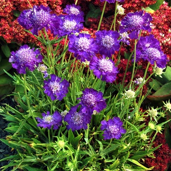 Scabiosa columbaria 'Vivid Violet' (014721)