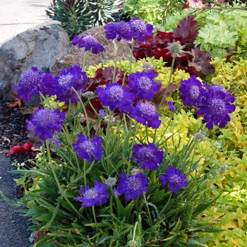 Scabiosa columbaria 'Vivid Violet' (014723)