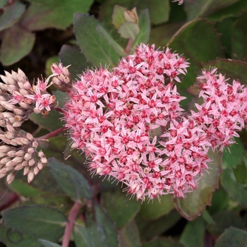 Sedum 'Cloud Walker' (014725)