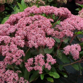 Sedum 'Cloud Walker' (014727)