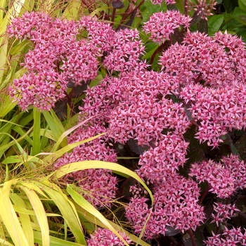 Sedum 'Cloud Walker' (014728)