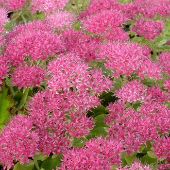 Sedum spectabile 'Hot Stuff' (014729)